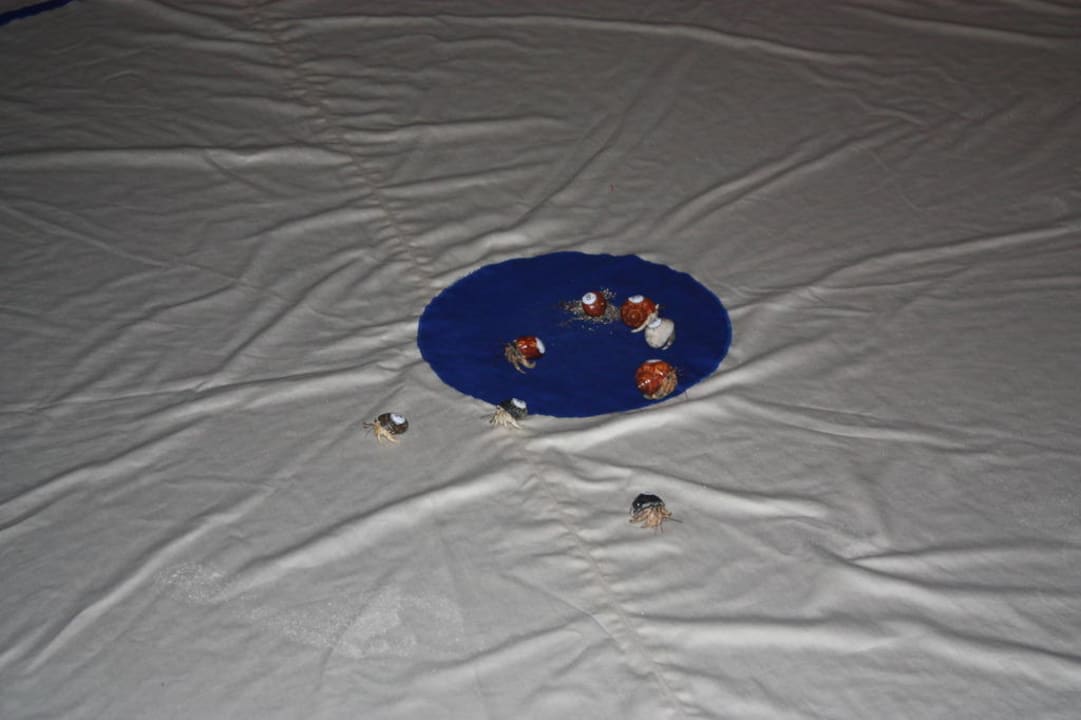 Crab race Veligandu Maldives Resort Island