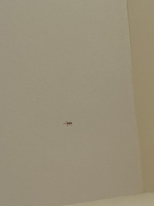 Zimmer Pickalbatros Dana Beach Resort - Hurghada