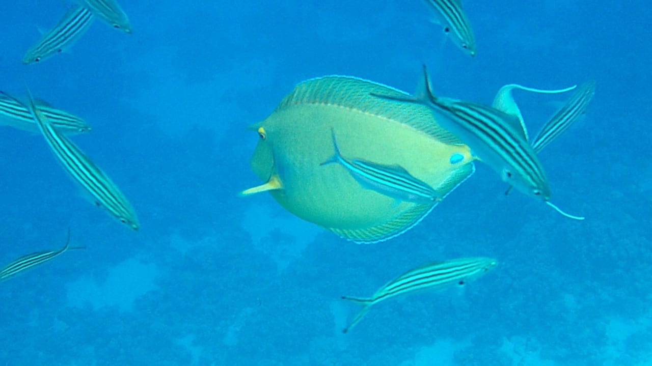 Sport & Freizeit Hotel Kempinski Soma Bay