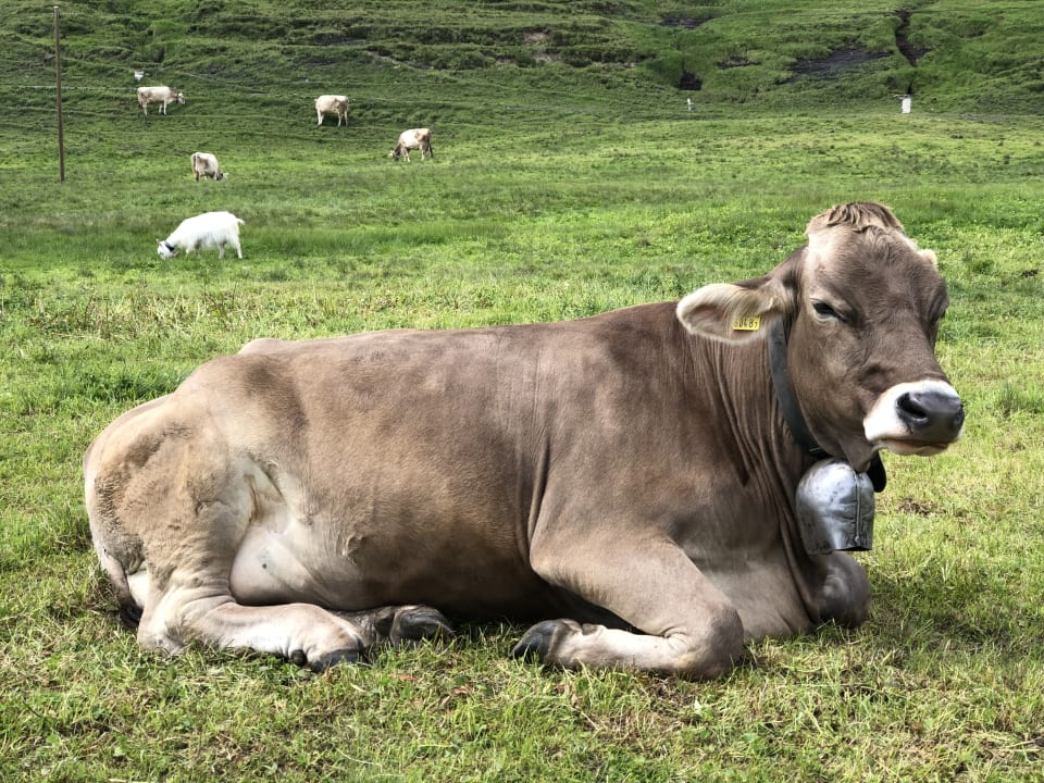 Ausblick Berggasthaus Tannalp
