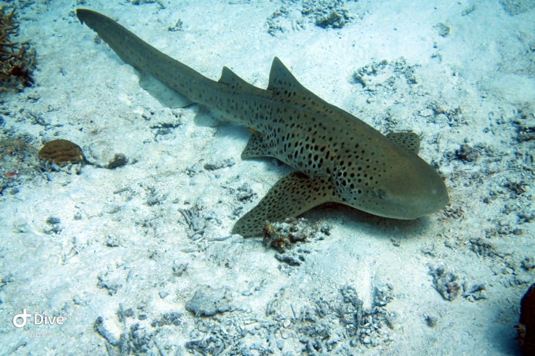 Sport & Freizeit NH Collection Maldives Havodda Resort