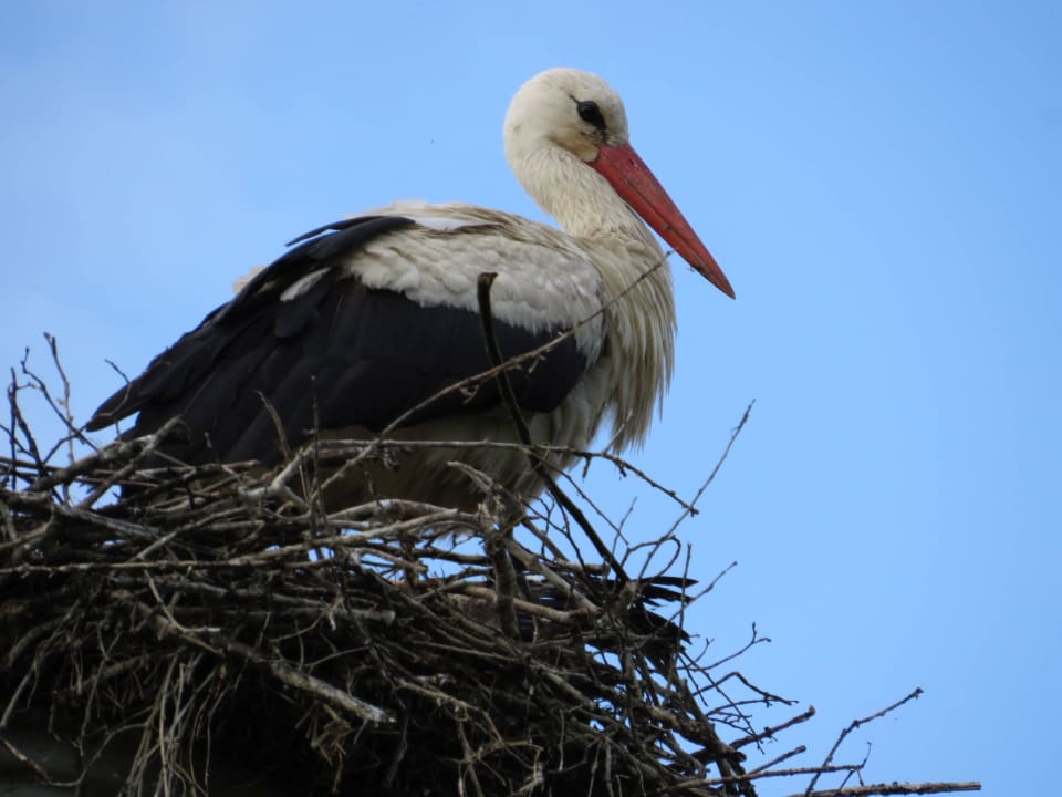 Direkt neben dem Hotel Hotel Zur Fährbuhne