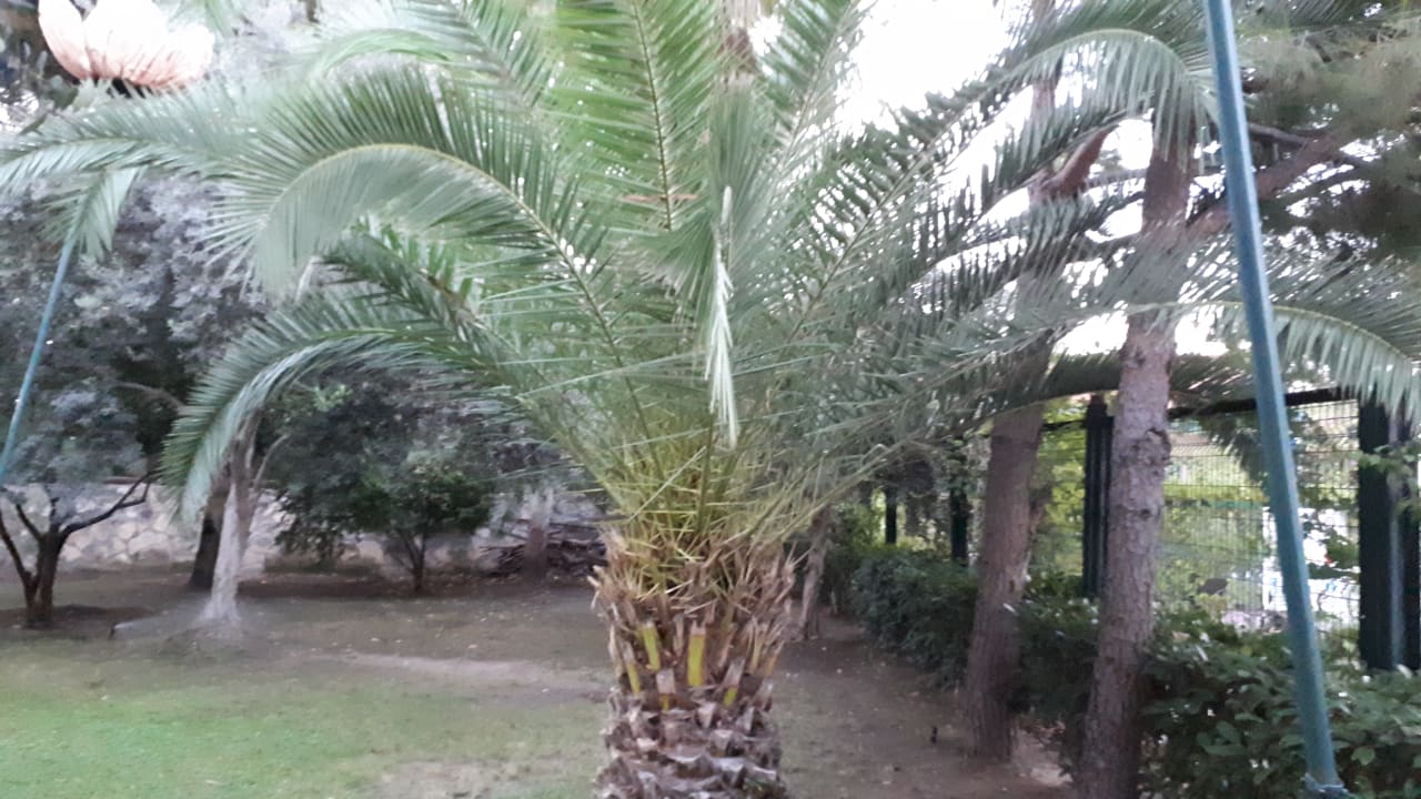 Gartenanlage Side Alegria Hotel & Spa - Adults only +16