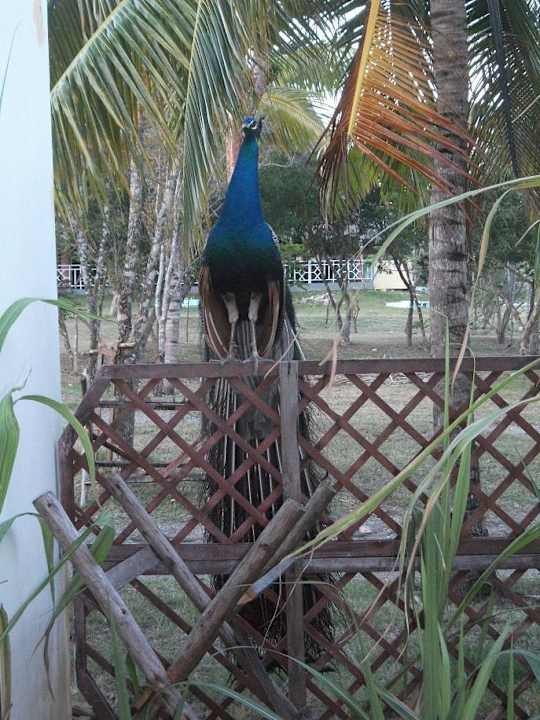 Schreihals Hotel Playa Pesquero