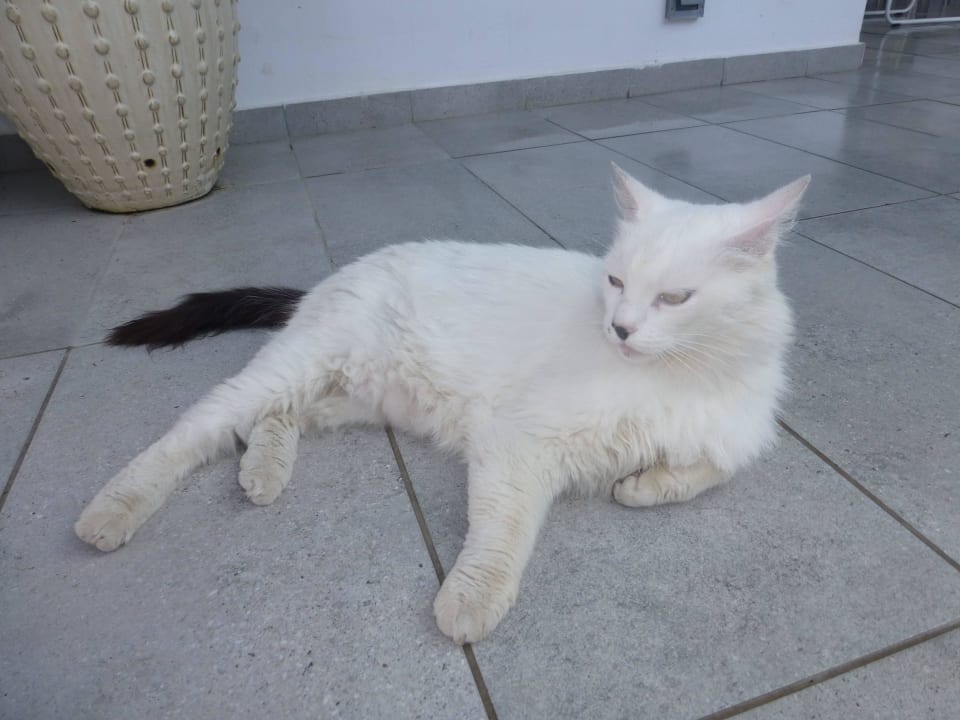 Hauskatze ananea Kos