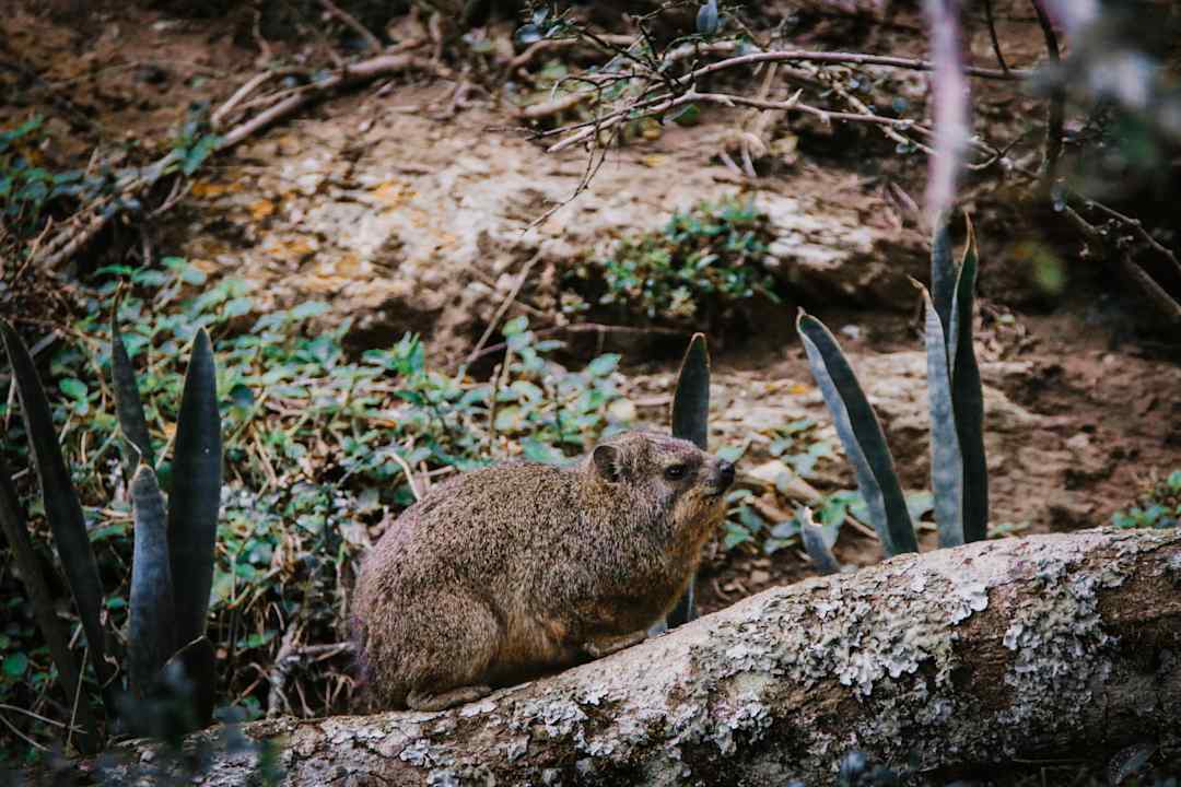 Sonstiges Hotel Pumba Private Game Reserve