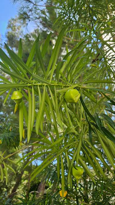 Gartenanlage Trendy Lara