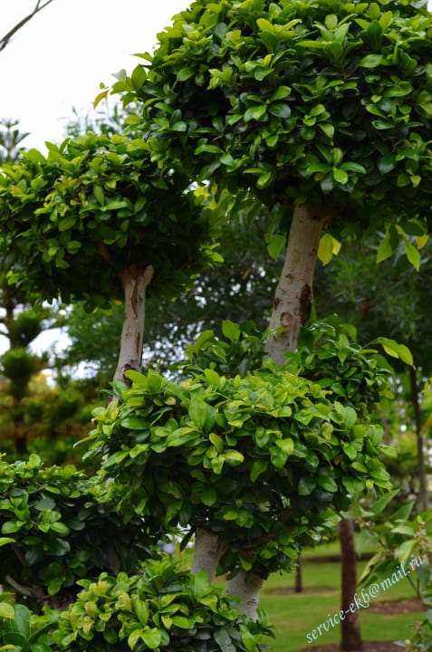 Delphin Imperial Hotel Delphin Imperial