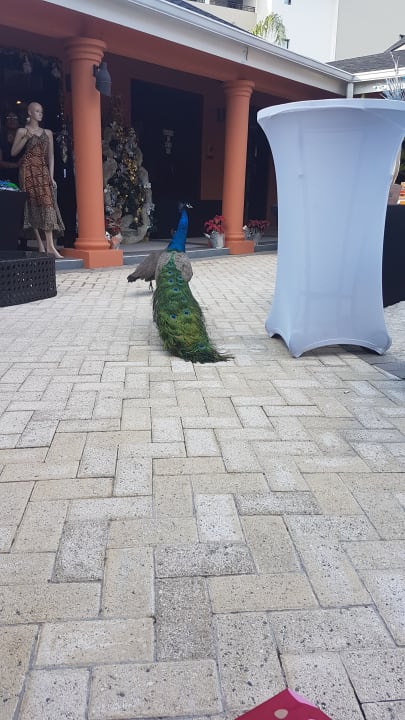 Sonstiges Secrets St. James Montego Bay - Adults only