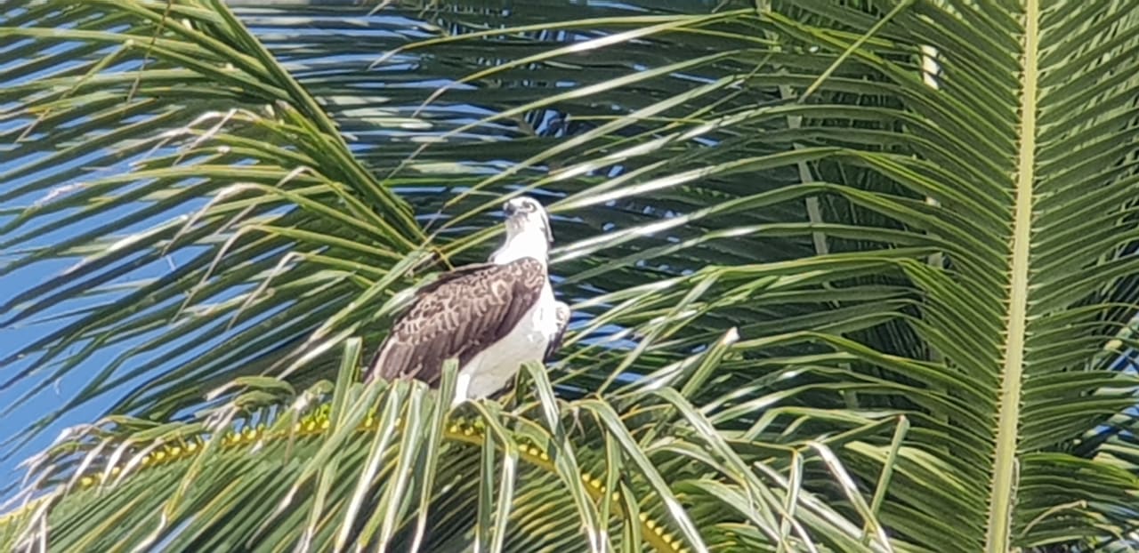 Gartenanlage Akumal Bay Beach & Wellness Resort