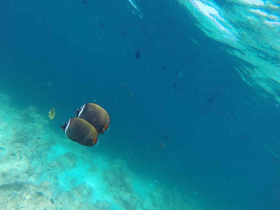 Viele schöne Fische NH Collection Maldives Reethi Resort