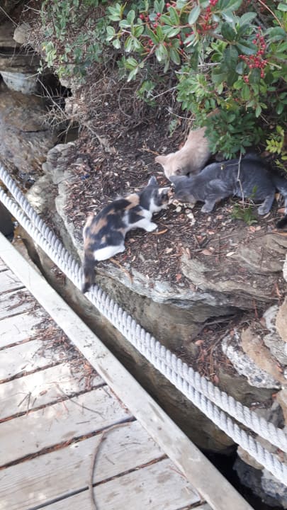 Gartenanlage Paloma Pasha