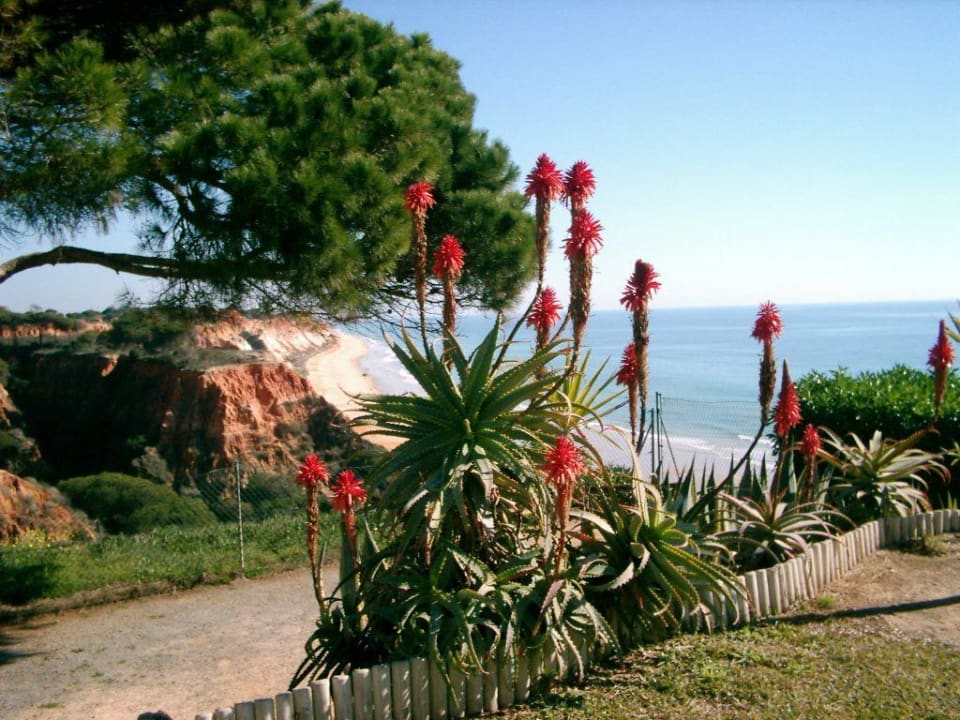 Pflanzen im Garten PortoBay Falésia