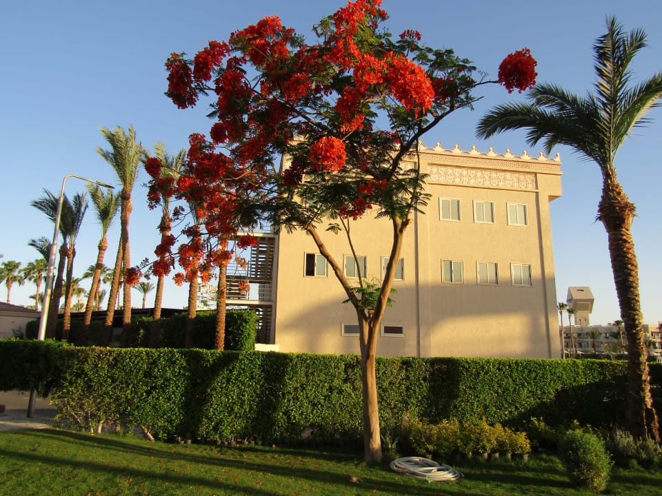 Gartenanlage Pickalbatros Palace Resort