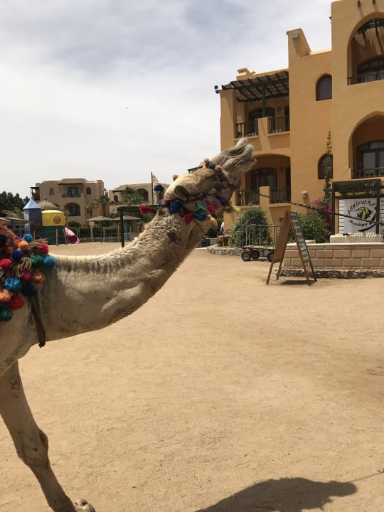 Sonstiges Three Corners Rihana Resort Deluxe