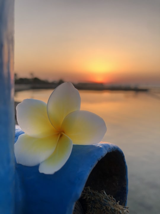 Strand Sea Star Beau Rivage