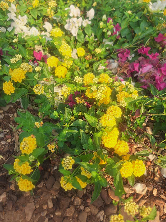 Sonstiges Gemma Resort