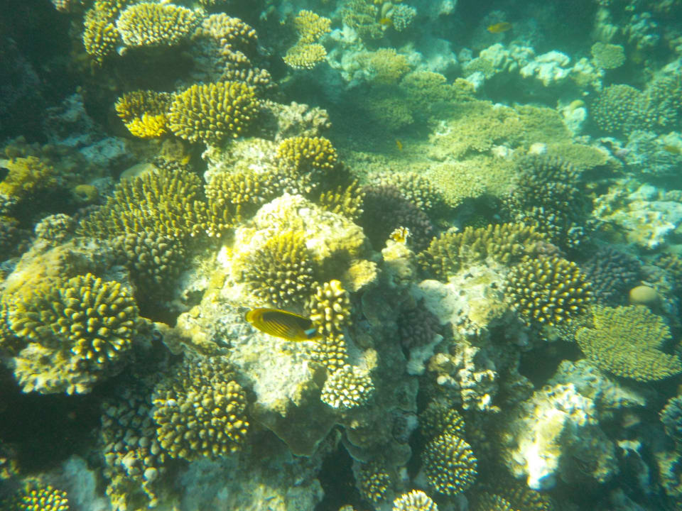 Unterwasserwelt Hausriff Pickalbatros Citadel Resort