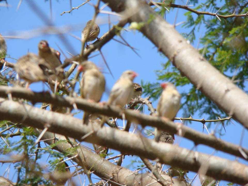 Ptaki  Sentrim Tsavo Lodge