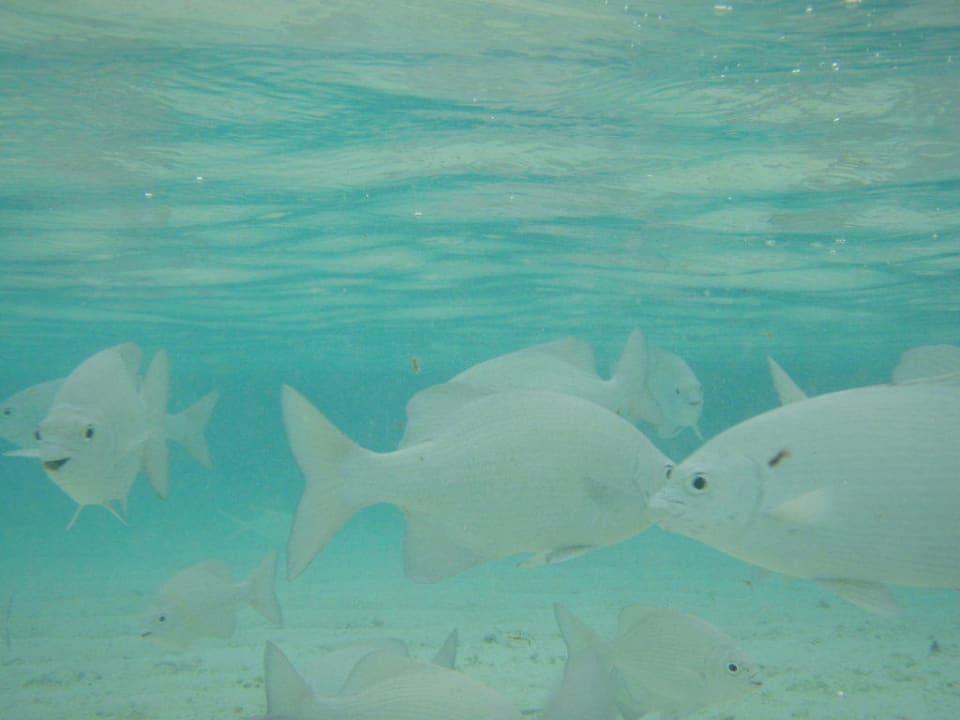 Fische Meeru Maldives Resort Island