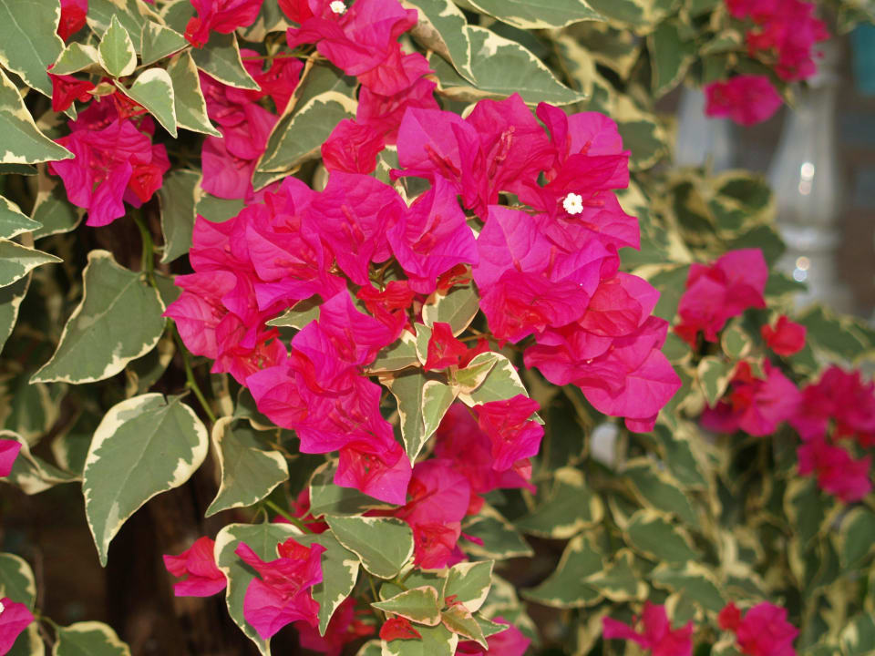 Blumen  Thupthong Guesthouse