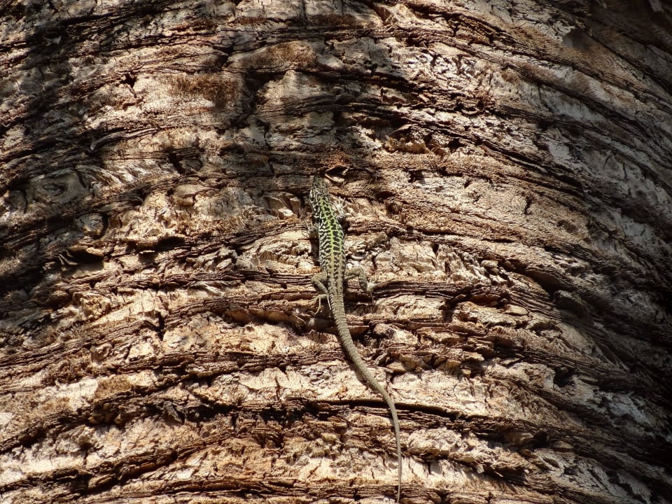 Gecko auf Palme Aldiana Club Rocca Nettuno Calabria