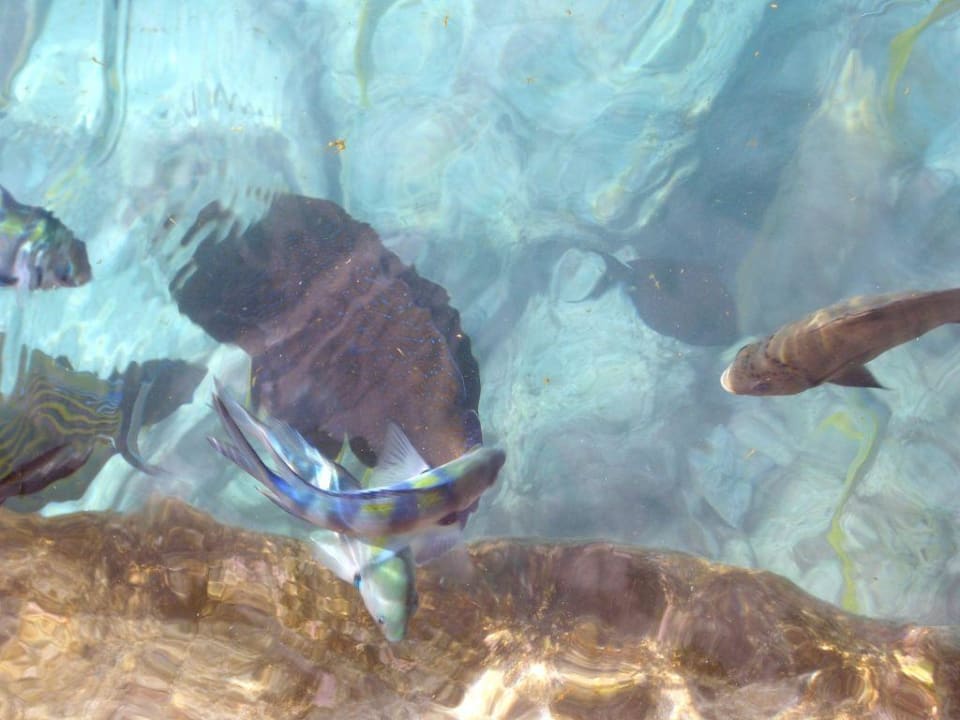 Vom Steg aus Summer Island Maldives