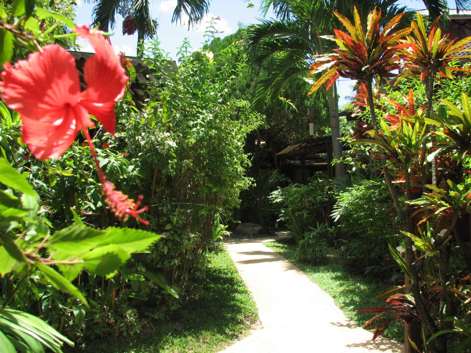 Alles blüht  Samui Paradise Chaweng Beach Resort & Spa