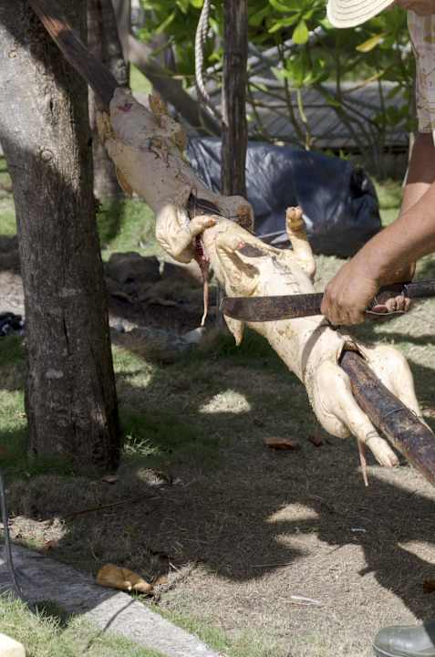 Spanferkelgrillen am Pool Royalton Hicacos Resort & Spa - Adults only