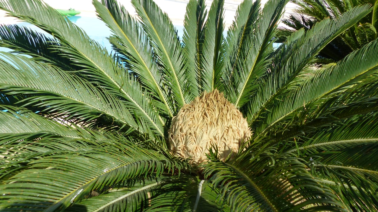 Gartenanlage Atlantica Marmari Palace