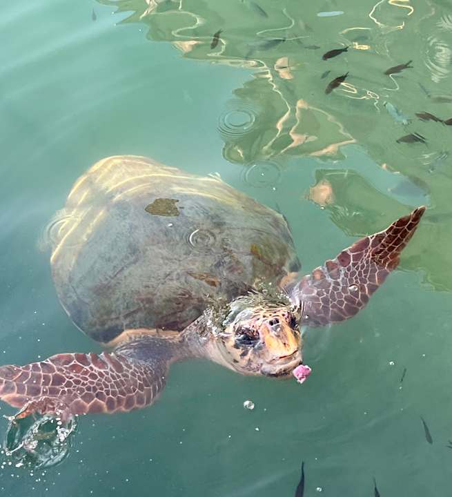Sonstiges Porto Koukla Beach
