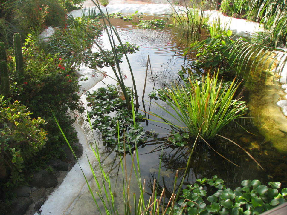 Teich mit Pflanzen Hotel Parque Tropical