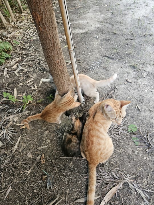 Sport & Freizeit Dream World Palace Hotel