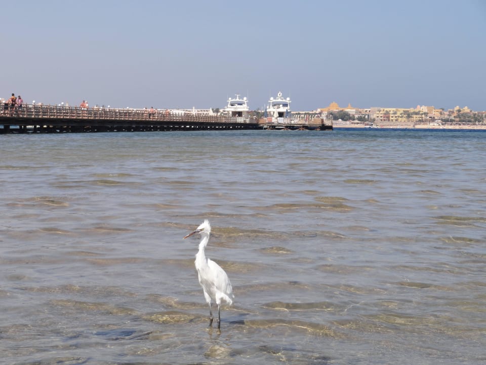 Настоящая Stella Garden Resort & Spa, Makadi Bay