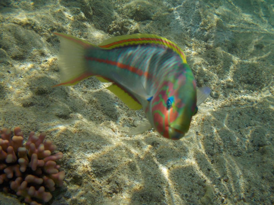 Fisch Pensée Royal Garden Beach Resort