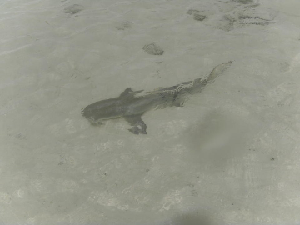 Hai in unserer Lagune Kuredu Island Resort & Spa