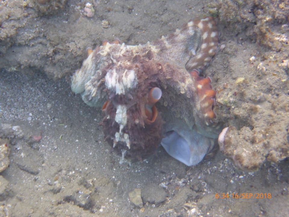 Sport & Freizeit Malikia Resort Abu Dabbab