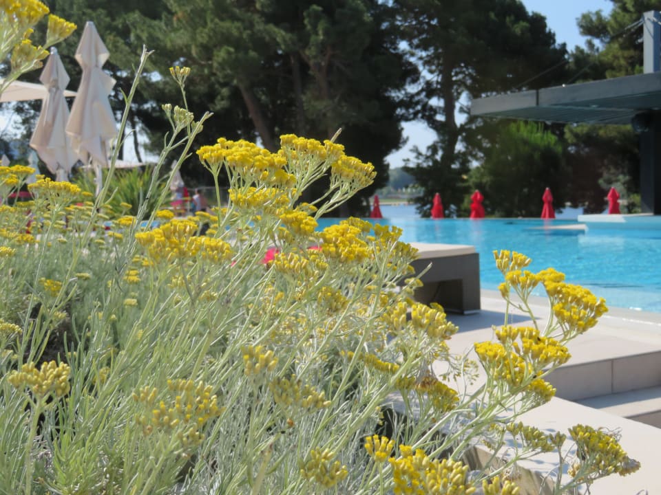 Pool Hotel Parentium Plava Laguna