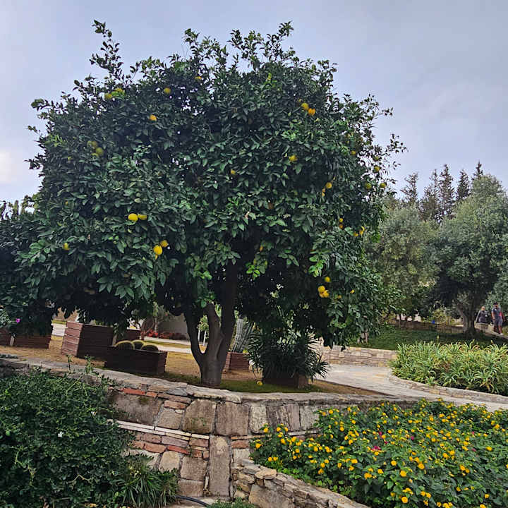 Gartenanlage Arum Barut Collection