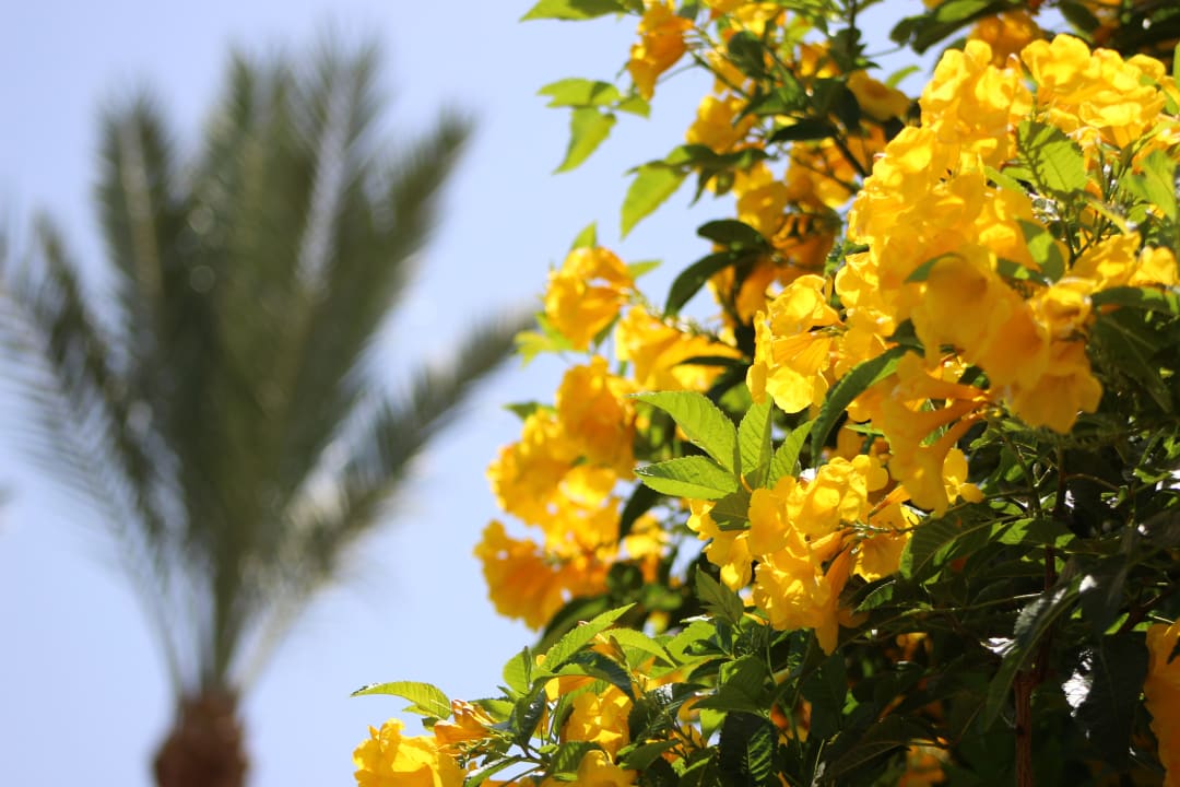 Gartenanlage Steigenberger ALDAU Beach Hotel