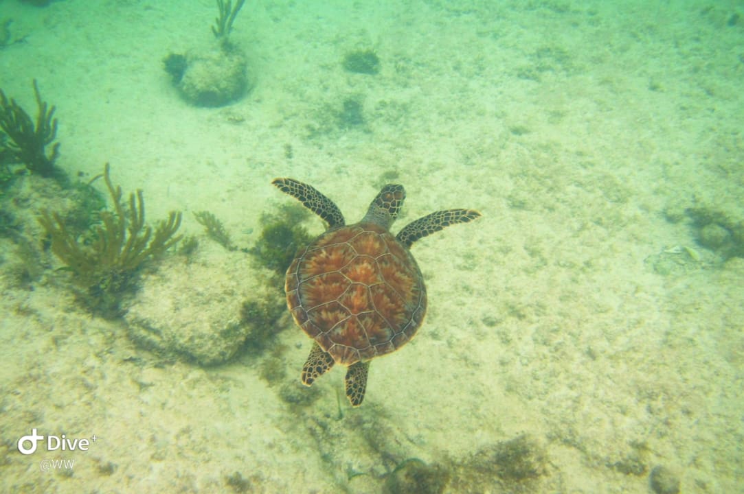 Sport & Freizeit Akumal Bay Beach & Wellness Resort