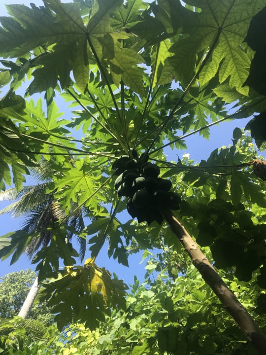 Gartenanlage Filitheyo Island Resort