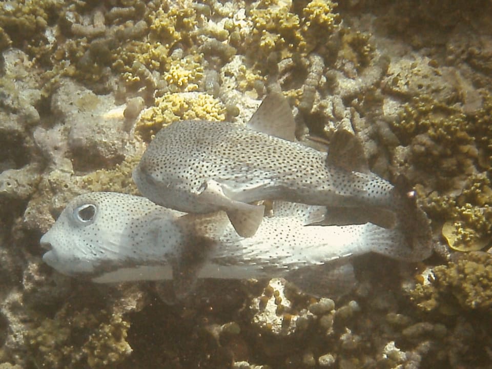 Strand Adaaran Select Meedhupparu Island Resort - Premium All Inclusive