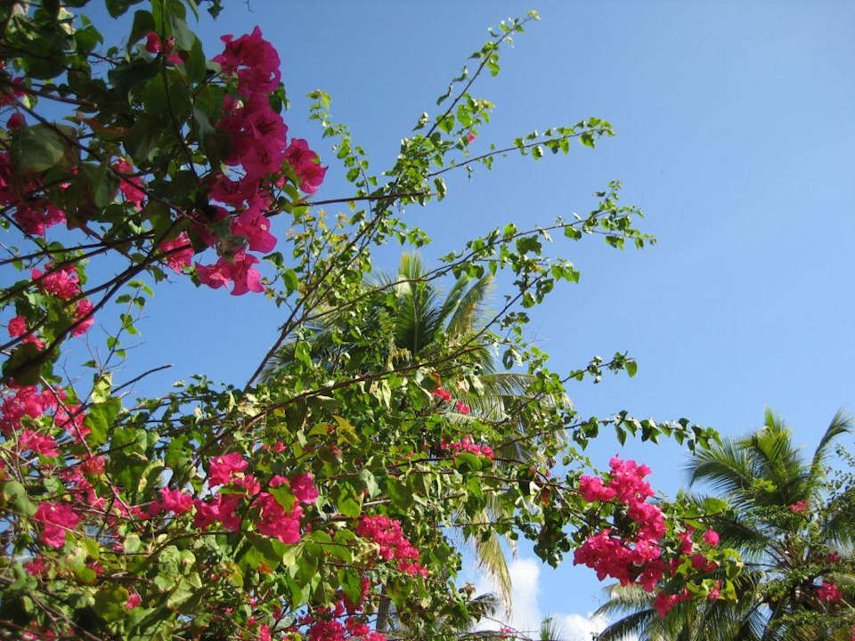 Blütenpracht Grand Palladium Select Bávaro Resort & Spa