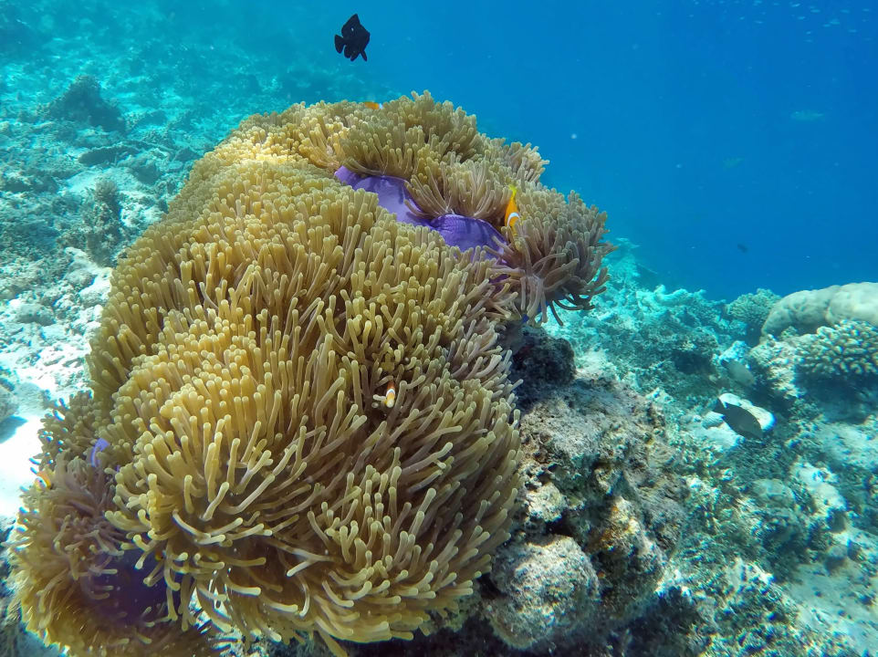 Anemone mit Anemonenfische NH Collection Maldives Havodda Resort