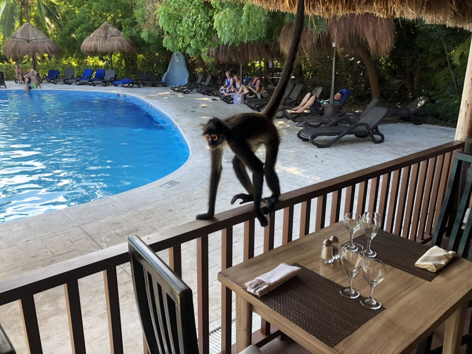 Sonstiges Sandos Caracol Eco Resort & Spa Select Club Adults only - All Inclusive