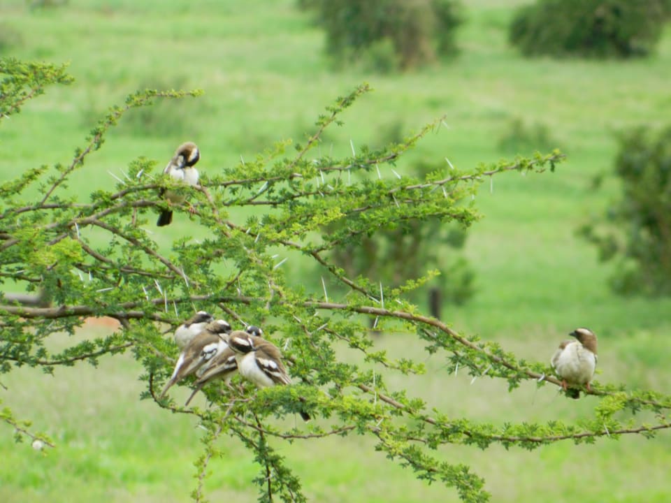 Blick vom Balkon  Voi Wildlife Lodge