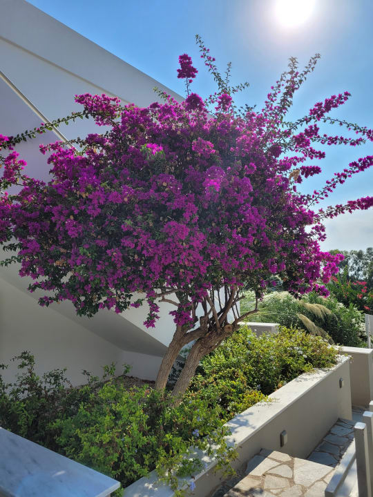 Gartenanlage Hotel Nissi Beach Resort