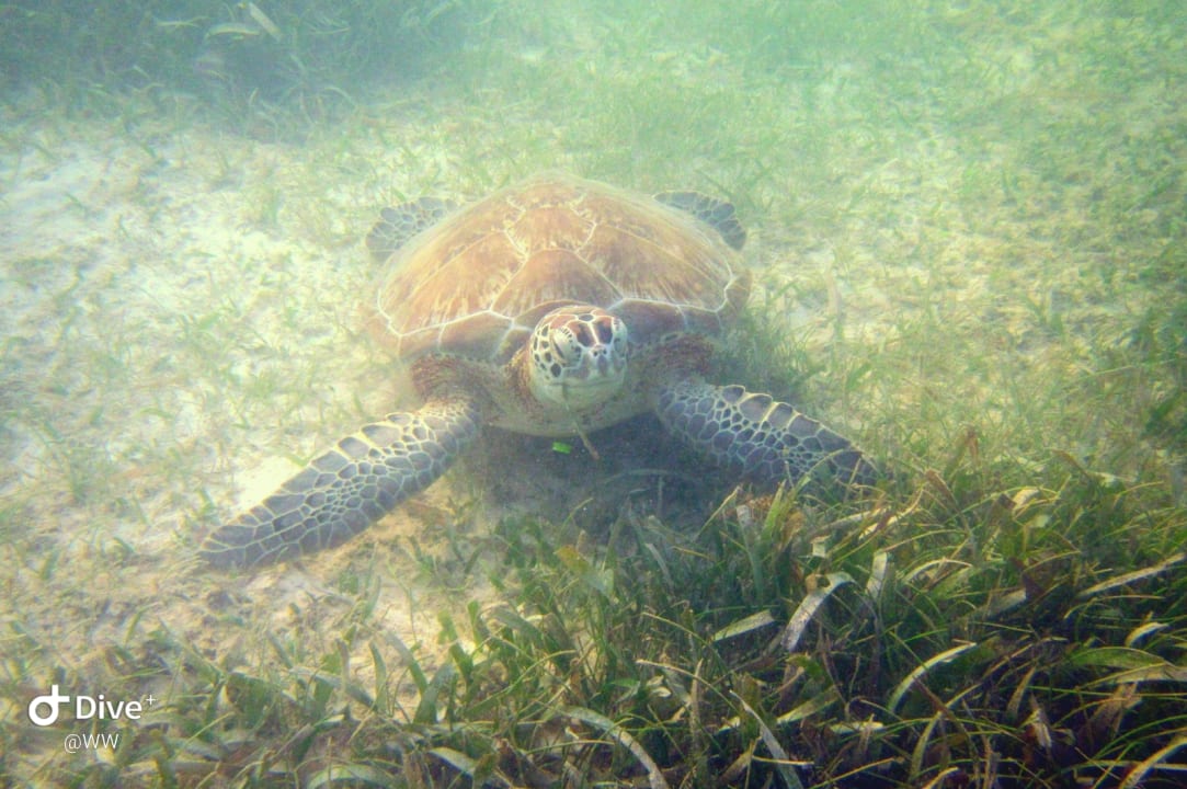 Sport & Freizeit Akumal Bay Beach & Wellness Resort