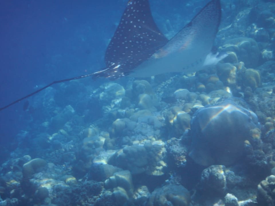 Sport & Freizeit Adaaran Select Meedhupparu Island Resort - Premium All Inclusive